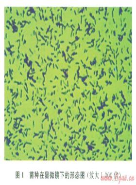 天然氣生物脫硫技術及其研究進展